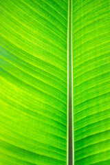 Bananenblatt