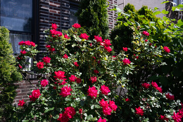 Fototapeta na wymiar Beautiful Red Rose Bush during Spring in a Residential Garden in Astoria Queens New York