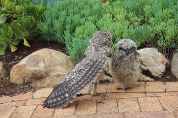 a pair of wild owls