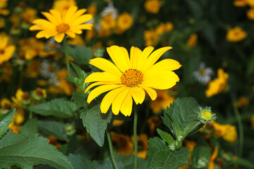 Yellow daisies in the garden. Yellow chic flower.
