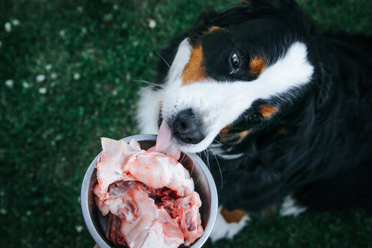 Bernese mountain dog eats raw food. Fresh dog food. Dog eating turkey bone.