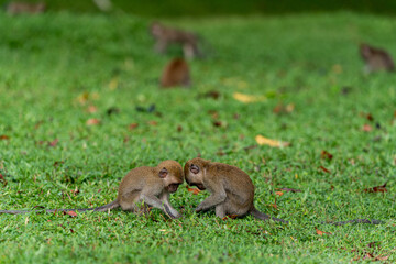 A pair of young long-tailed macaque monkeys in the wild with green background