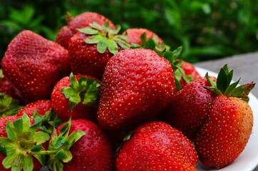 Harvesting of fresh ripe big red strawberry fruit in Dutch greenhouse