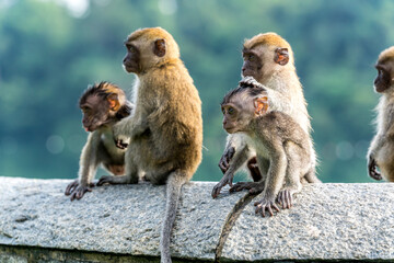 A group of young long-tailed macaque monkey playing in the wild