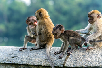 A group of young long-tailed macaque monkey playing in the wild