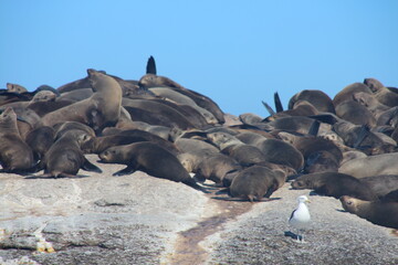 seal on the beach