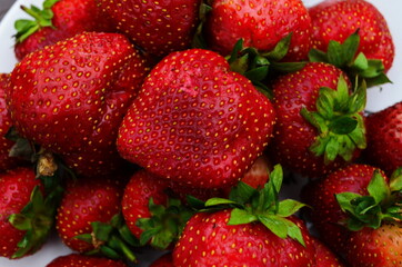Harvesting of fresh ripe big red strawberry fruit in Dutch greenhouse