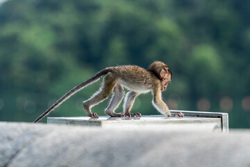 Young long-tailed macaque monkey in the wild