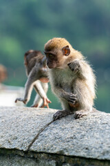 A group of young long-tailed macaque monkey playing in the wild