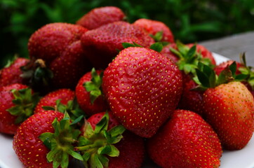 Harvesting of fresh ripe big red strawberry fruit in Dutch greenhouse