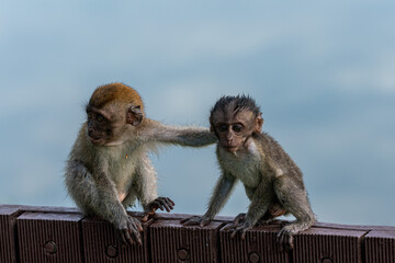 Two young long-tailed macaque monkeys in the wild