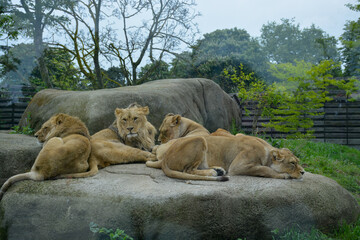 a pack of lionesses sleeping on a rock