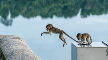 Long-tailed macaque monkey jumping in the wild