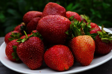 Harvesting of fresh ripe big red strawberry fruit in Dutch greenhouse