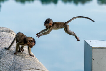 Long-tailed macaque monkey jumping in the wild © hit1912