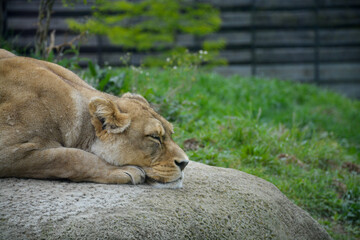 the lioness sleeps on a rock