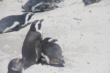 penguin on the beach