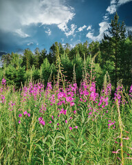 flowering ivan-tea grass in Siberia