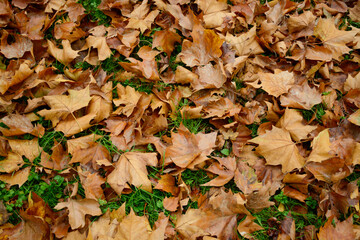 dry autumn leaves on the ground