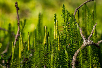 Nature reserve Pfrunger-Burgweiler-Ried in autumn