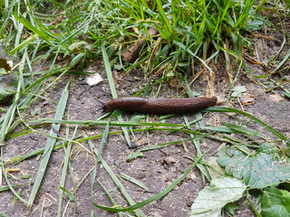 a snail crawls on the ground