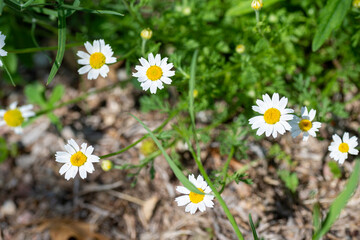 daisy flowers for use of chamomile