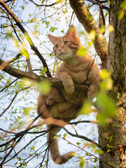 Cat sitting on a tree