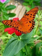 Registration of colorful butterflies in the garden.