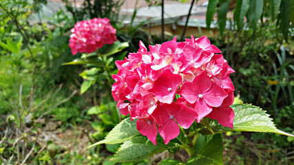 한국 제주도 수국 꽃