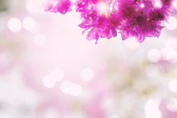 Fuchsia blue flowers, natural beauty, blurred background with bokeh