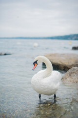 bird's head swans close up
