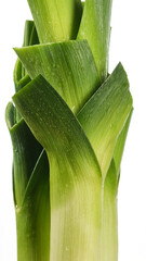 Obraz premium fresh leek isolated on white background. macro shot