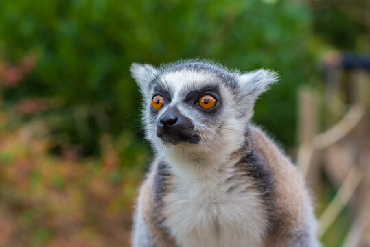 lemur head close up