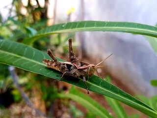 Insect on leaves of plants in the garden.