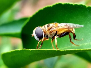 Insect on leaves of plants in the garden.