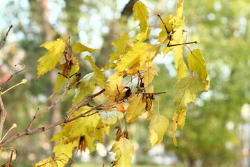 Golden yellow branch on nature background