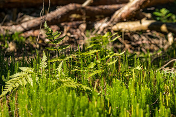 Nature reserve Pfrunger-Burgweiler-Ried in autumn