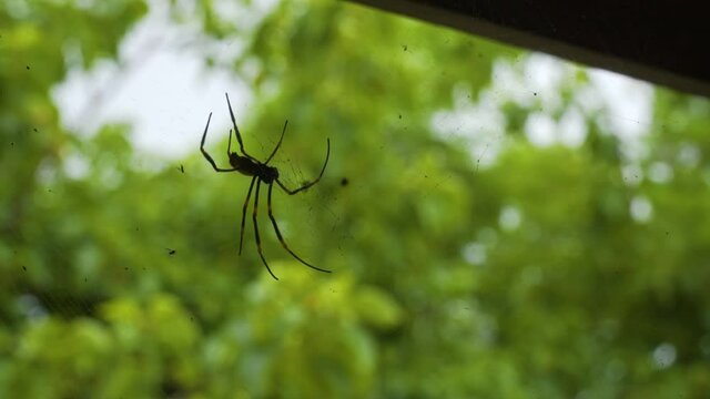 Large red legged golden orb weaver spider hanging in its strong silky web, Fiji