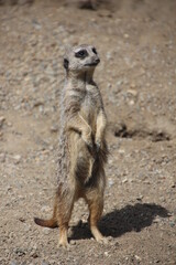 meerkat on guard
