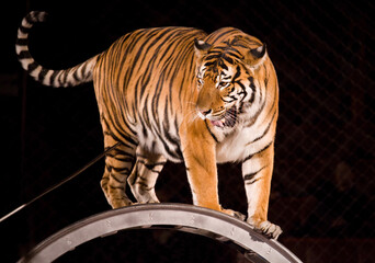 A circus tiger performs a trick on a metal cylinder