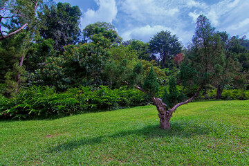 Greenery scene of trees with blue sky and clouds as background with soft focus at the edge due to ultra wide lens effect