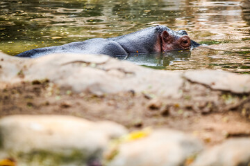 closeup one large adult brown hippopotamus swimming in green pond water