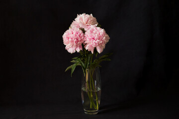 Blooming peony on a black background