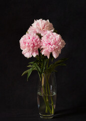 Blooming peony on a black background