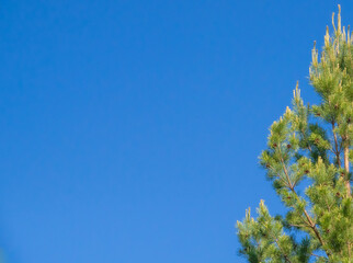 coniferous branches against the blue sky. Copy space for text.