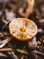 mushroom in the forest