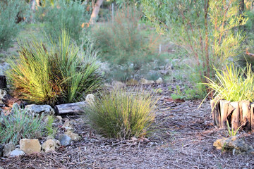 Native grasses garden, South Australia