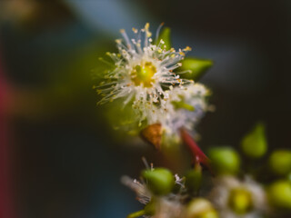 close up of a flower