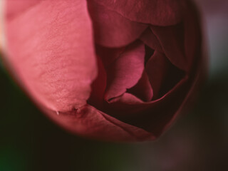 Close up of a red flower