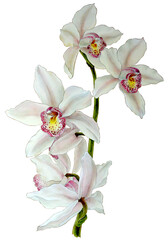 Watercolor cymbidium orchid branch, hand drawn floral  illustration isolated on a white background. - obrazy, fototapety, plakaty